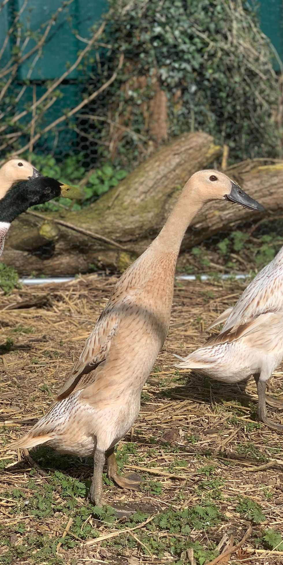 Thumbnail: Silver Indian runner duck hatching eggs
