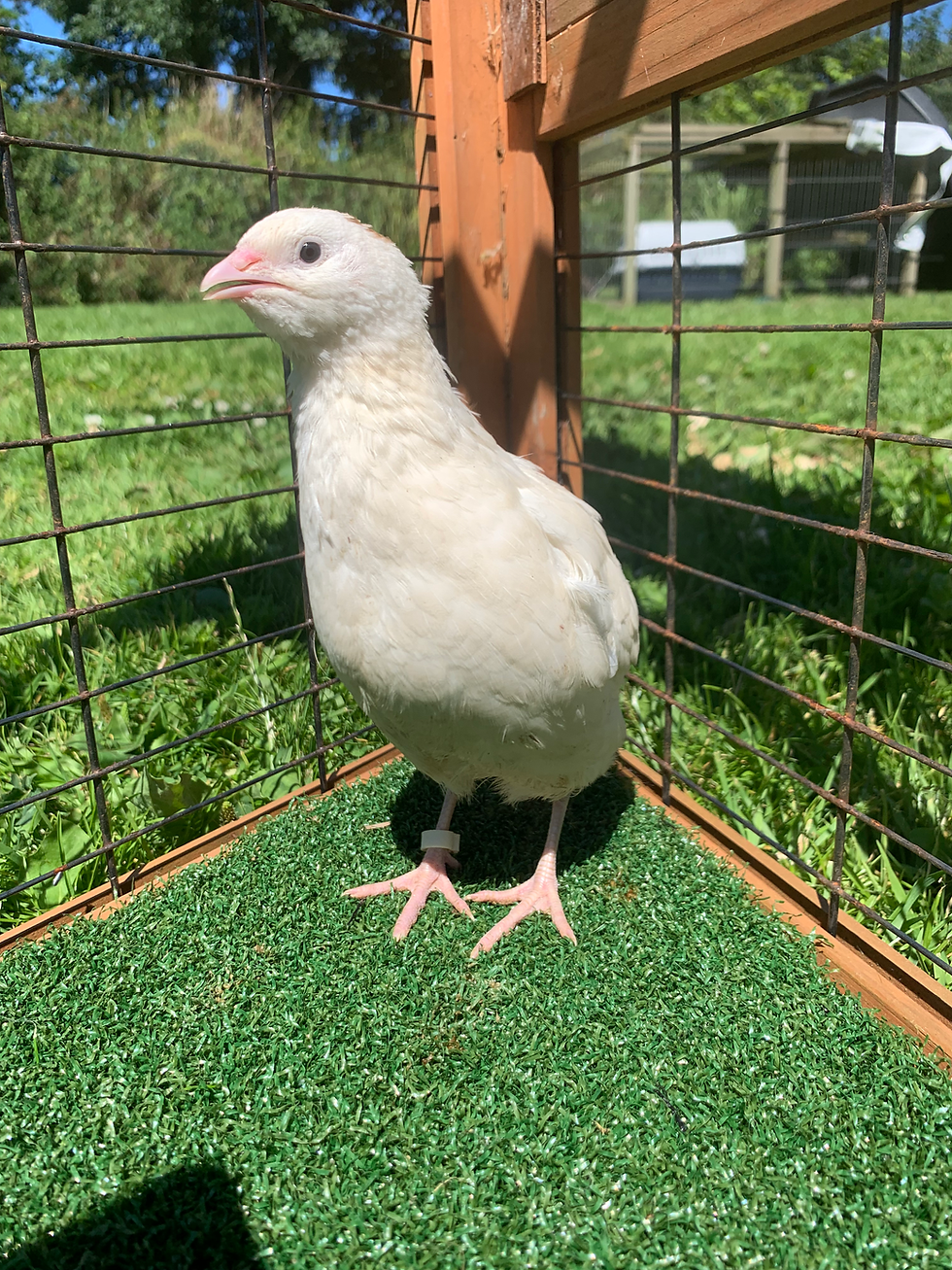 Thumbnail: Coturnix quail hatching eggs