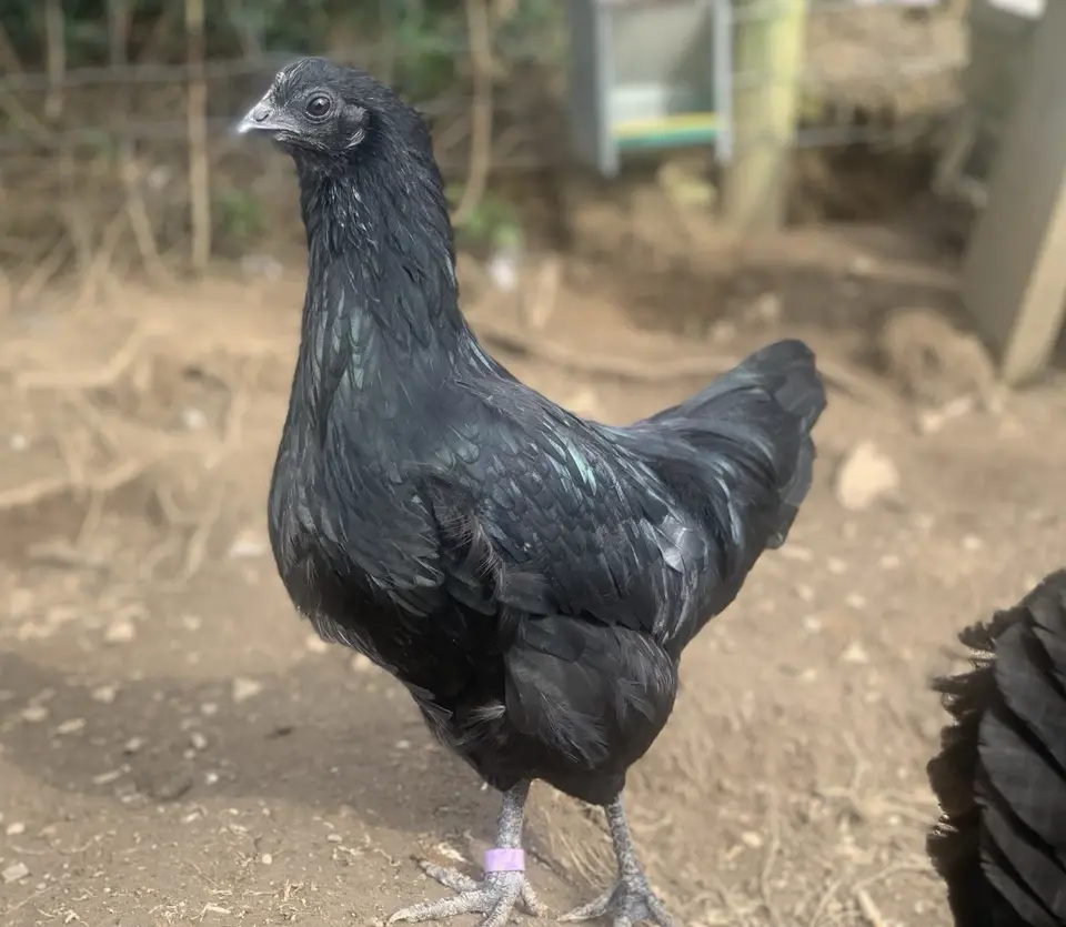 Thumbnail: Rare breed Ayam Cemani hatching eggs