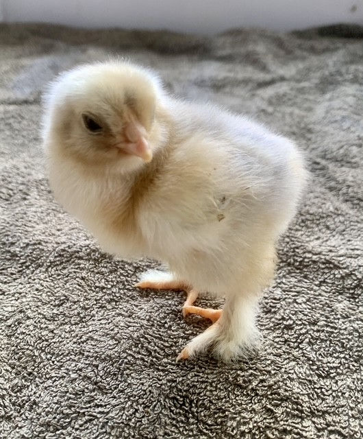 Thumbnail: Isabella Brahma chicks