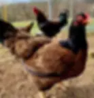 Indian Game hatching eggs