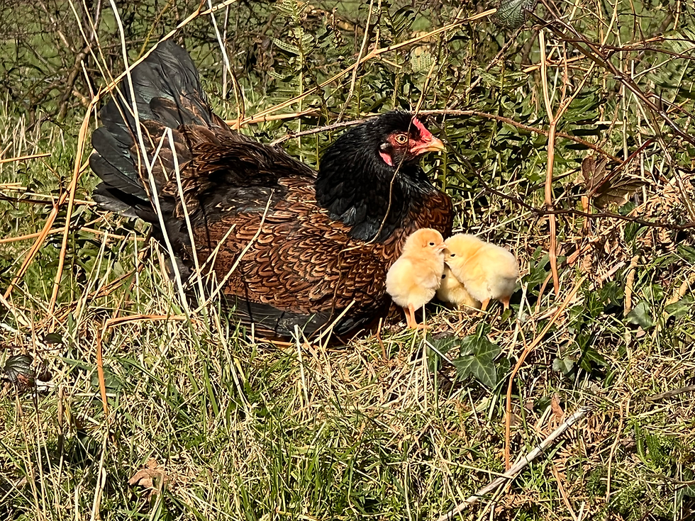 Thumbnail: Indian Game chicks