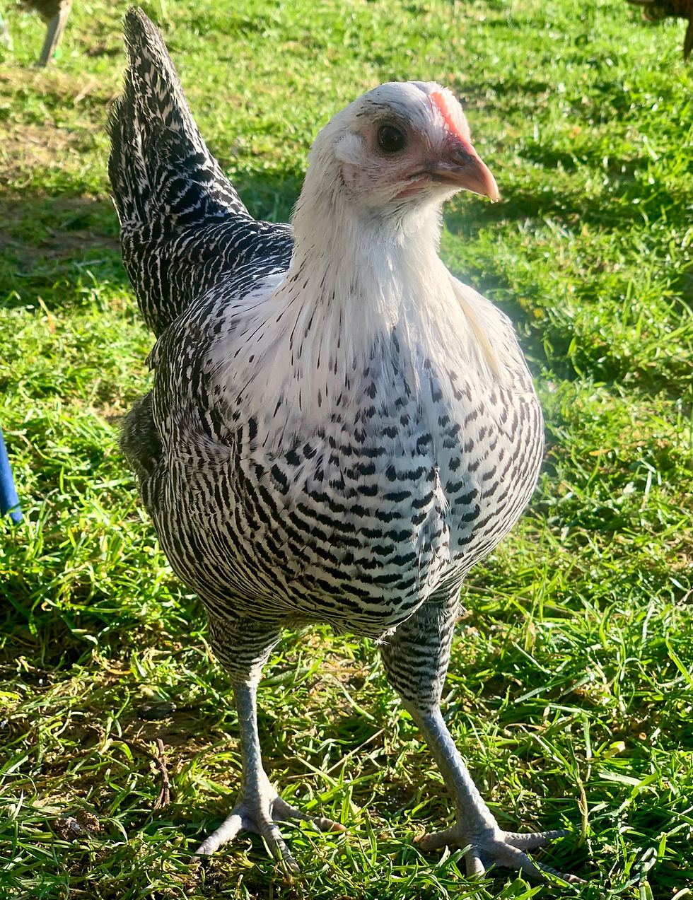 Thumbnail: Rare breed Campine (Golden & Silver) hatching eggs