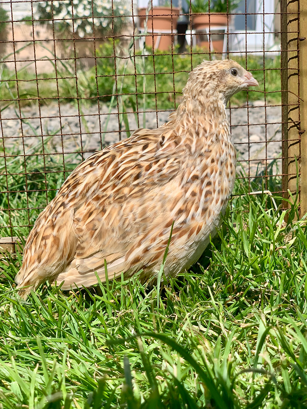Thumbnail: Coturnix quail hatching eggs