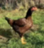 Thumbnail: Indian Game hatching eggs