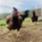 Thumbnail: Indian Game hatching eggs