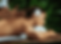 Sommat Thai Massage Cover.png