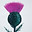 www.highlandceremonies.com favicon