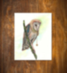 Barn Owl and Star art print