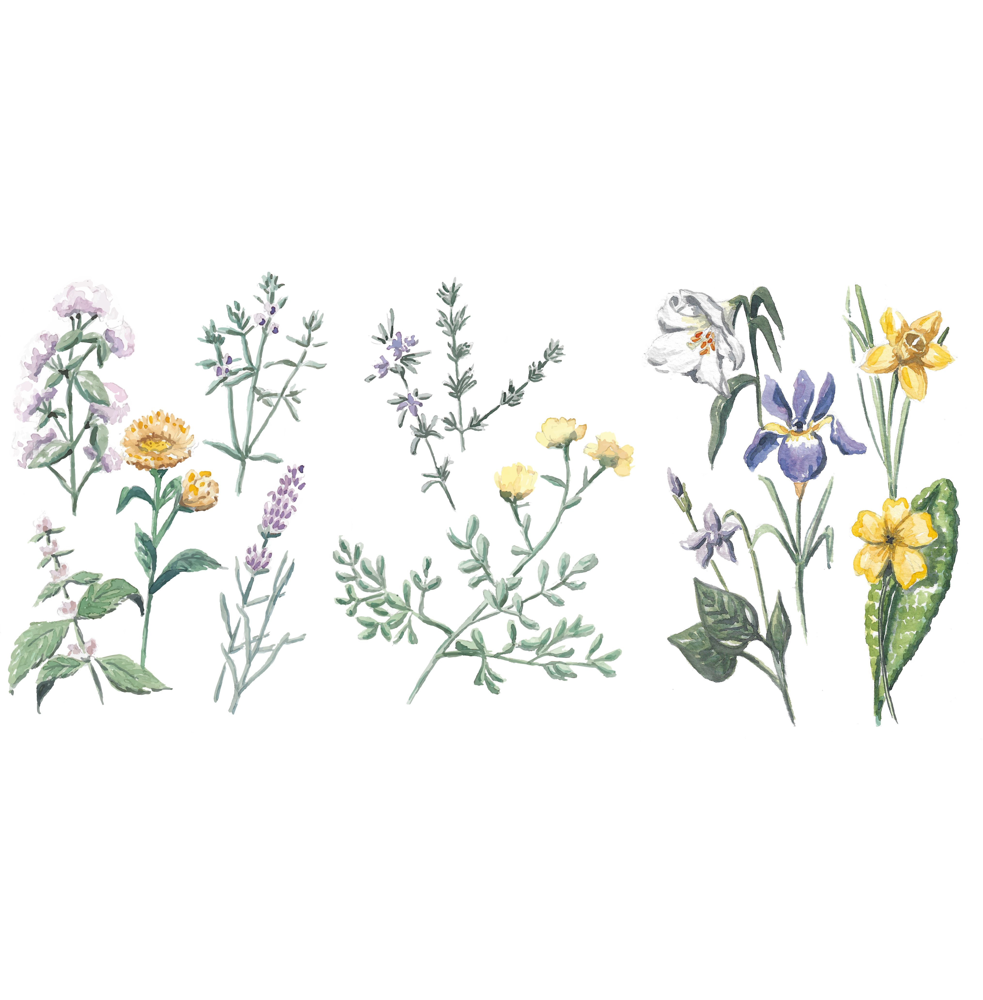 Custom Watercolors