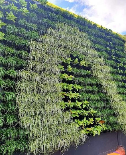 A vertical garden with green plants in a shape design.