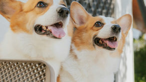 Pop + Bark are coming to London this month 🐶🦴