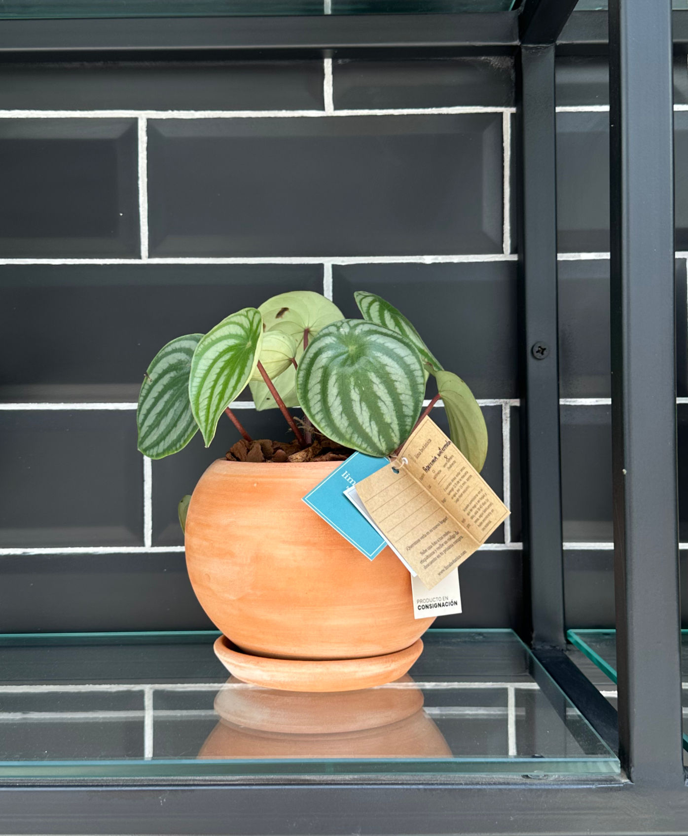 Peperomia watermelon