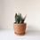 Miniatura: Sansevieria moonshine | HW