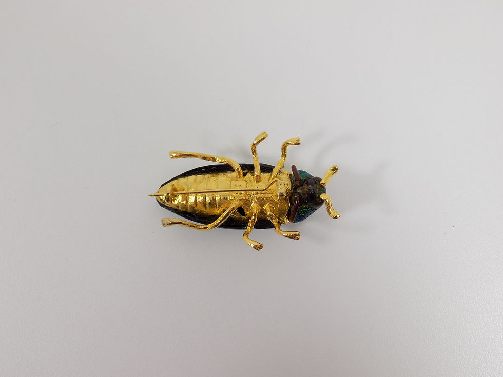 Thumbnail: Vintage Real Sternocera Aeguisgmna Beetle Brooch