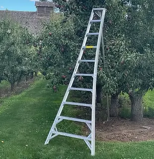 orchard ladder.webp