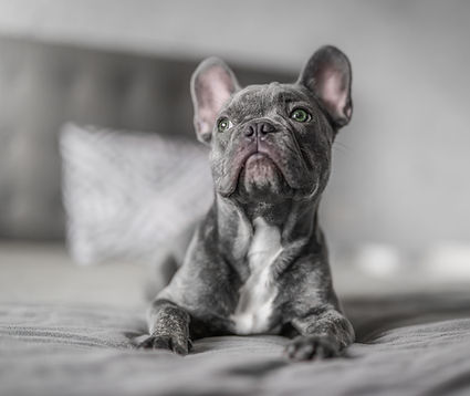 French Bulldog