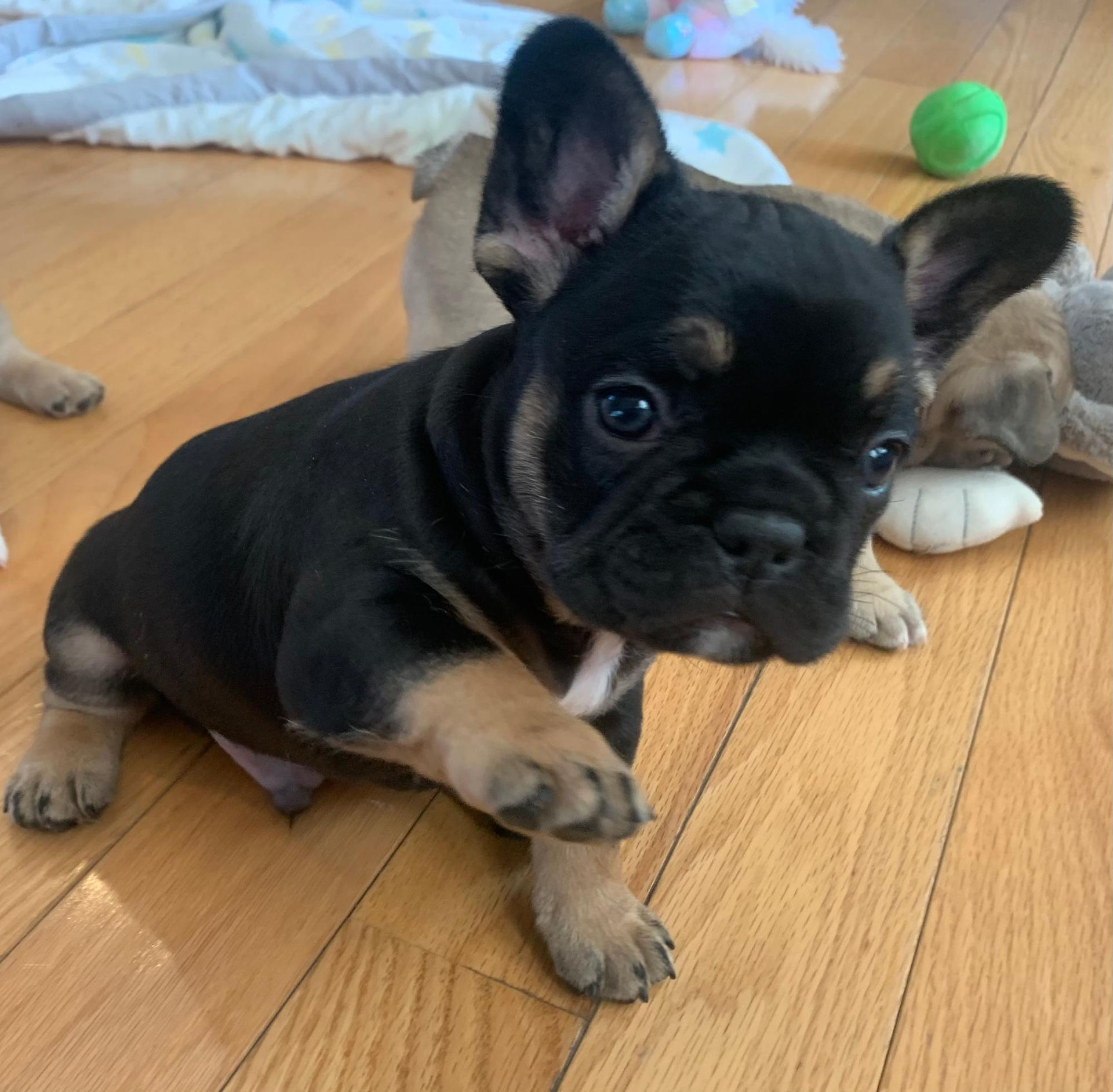 Frenchie