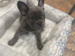 Train Your Puppy: Guide to Crate Training Frenchie.
