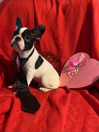 French Bulldog