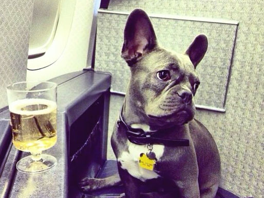How to fly with your Frenchie?