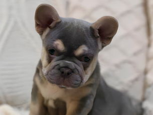 Helping Your French Bulldog Overcome Fear: A Guide for Pet Owners