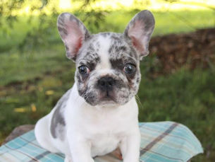 A Guide to Tackling French Bulldog Behavior Problems
