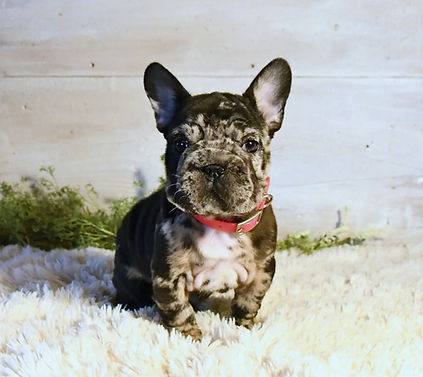 originalImage (32)_edited_edited.jpg