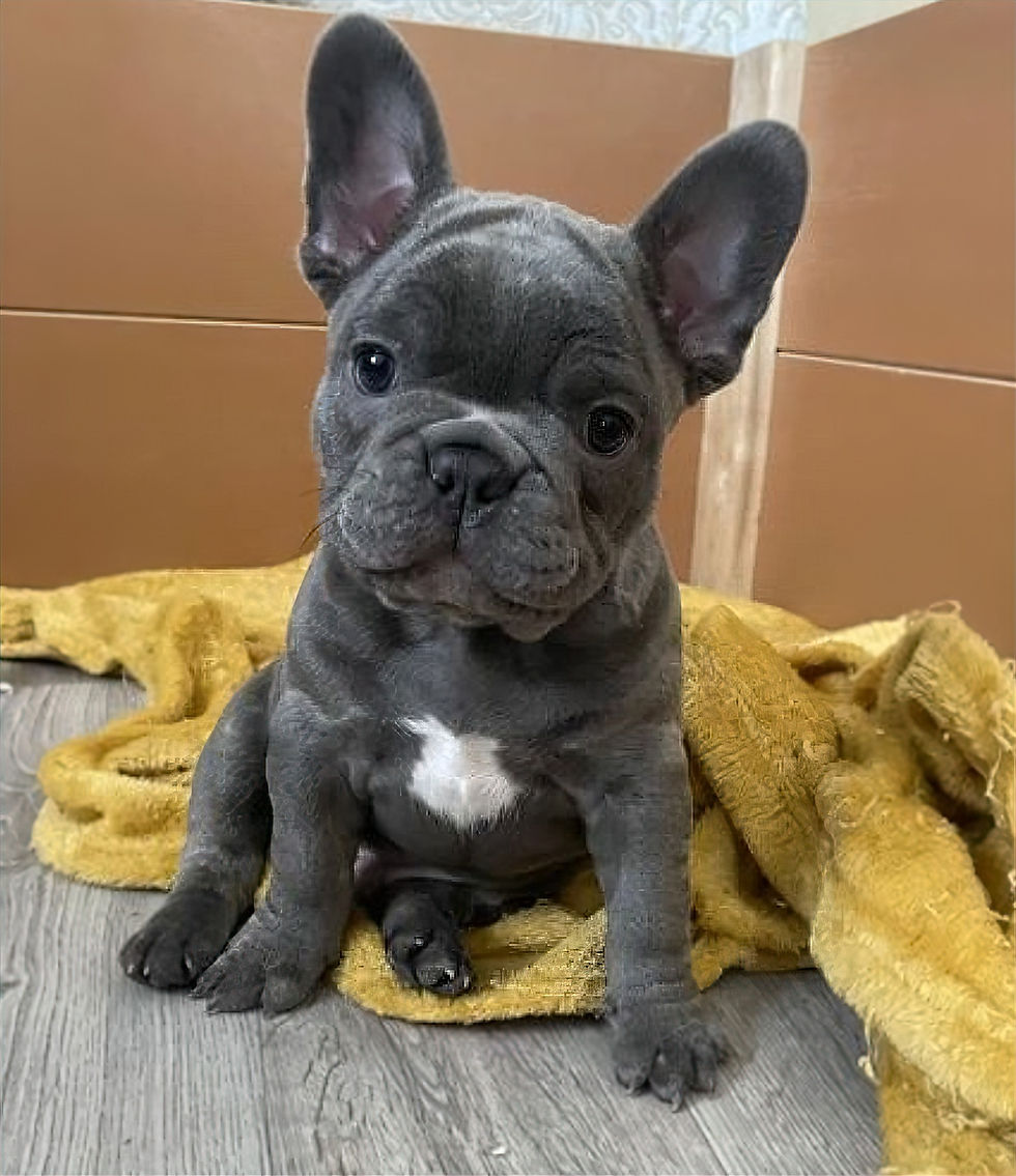 The Ultimate French Bulldog Care Guide