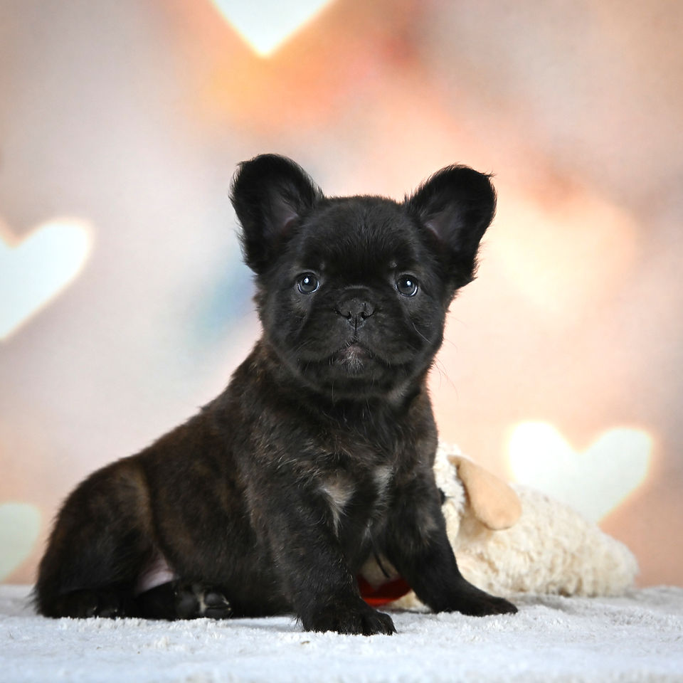French Bulldog