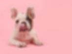 AdobeStock_243869654.jpeg