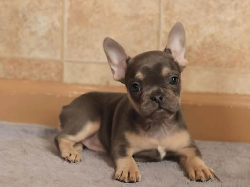 "Strategies to Tackle Your Frenchie's Eating Hiccups: What to Do When Your French Bulldog Won't Eat"