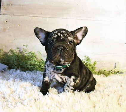 originalImage (36)_edited_edited.jpg