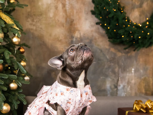 "French Bulldogs in the Spotlight: Exploring 3 Iconic Movie Moments"