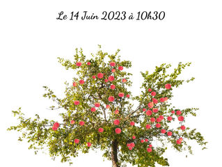 Dans une Forêt vit un Arbre qui est planté là depuis très longtemps...