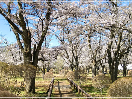 今年の春は早めにやってきました