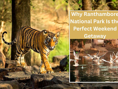 Why Ranthambore National Park Is the Perfect Weekend Getaway