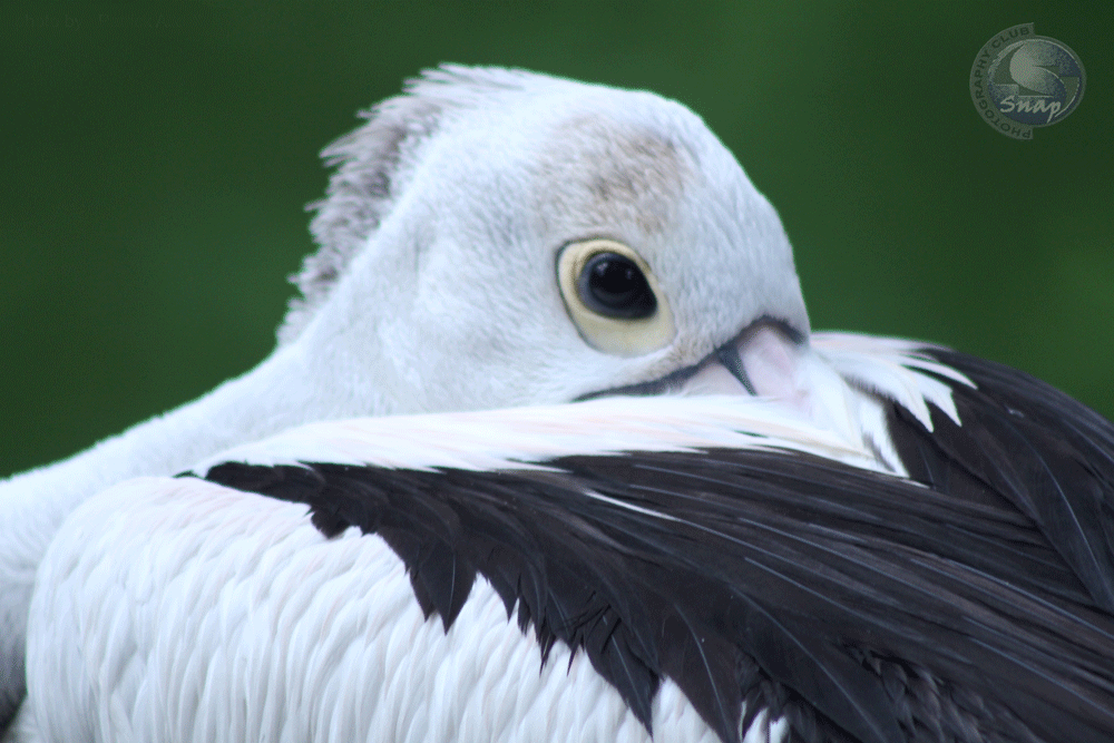 Shy-Bird