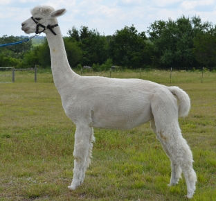 Tangie from website 1.jpg