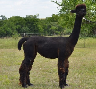 Arya from website 2.jpg