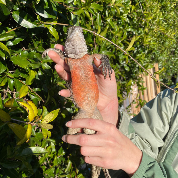 Australian Water Dragon Male, Red Belly