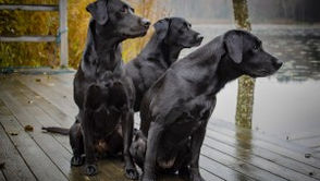 Storytelling Time: Coven at Callington – Chapter 1 Part I