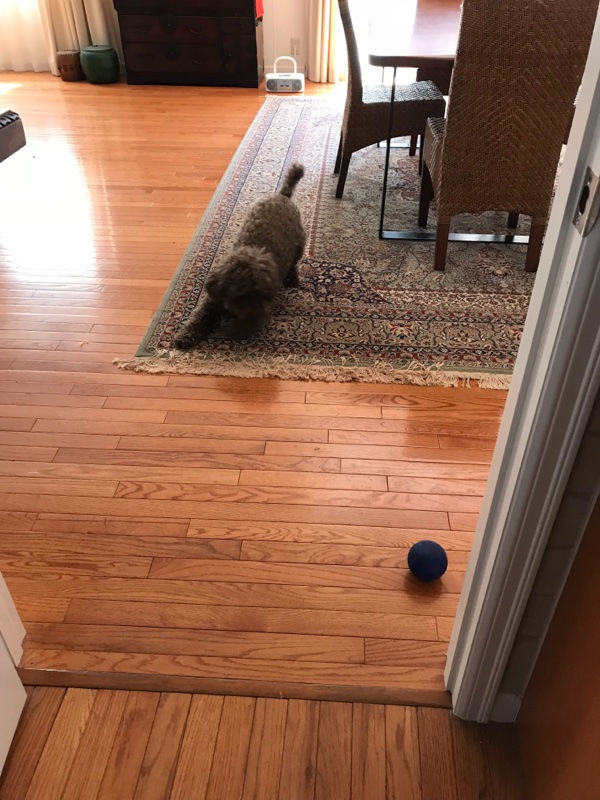 Lenny the dog won’t help pack!!!!!