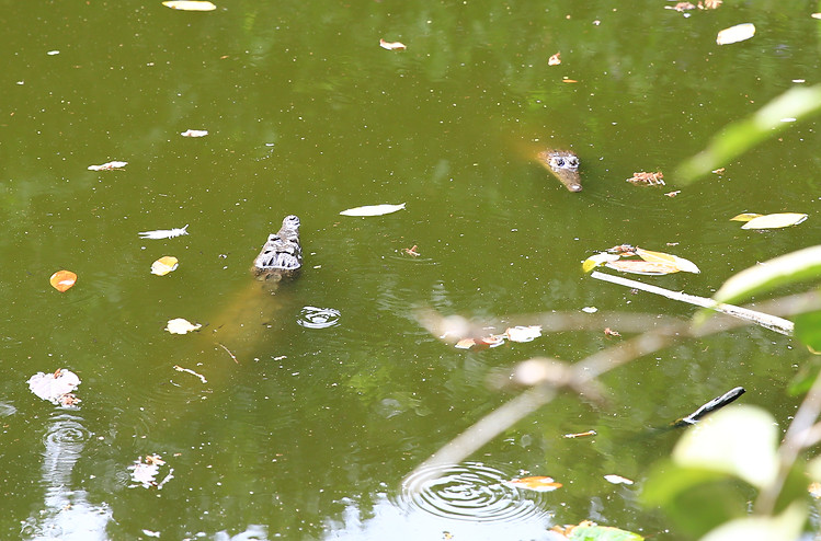 0718 JPG Costa Rica.JPG