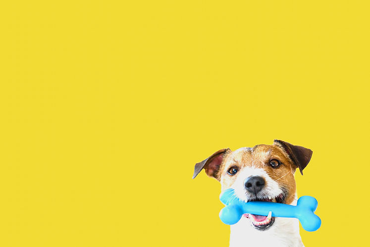 Happy pet dog holding in mouth blue toy bone against solid colour yellow background_edited