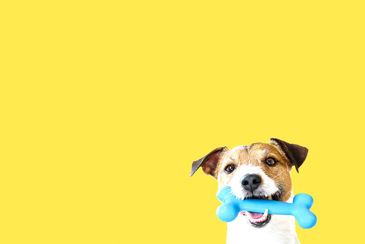 Happy pet dog holding in mouth blue toy bone against solid colour yellow background_edited