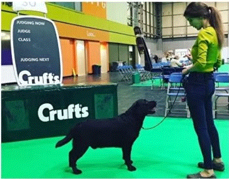 black labrador with female handler being shown on a green carpet at Crufts dog show in front of a Crufts banner