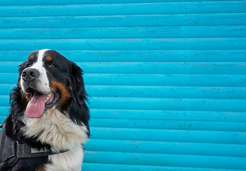 Portrait of Bernese Mountain Dog, bright blue background .jpg