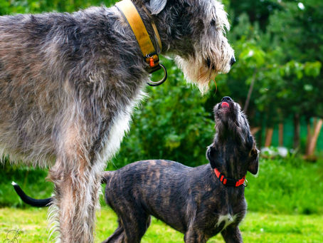 small dog breeds vs large dog breeds