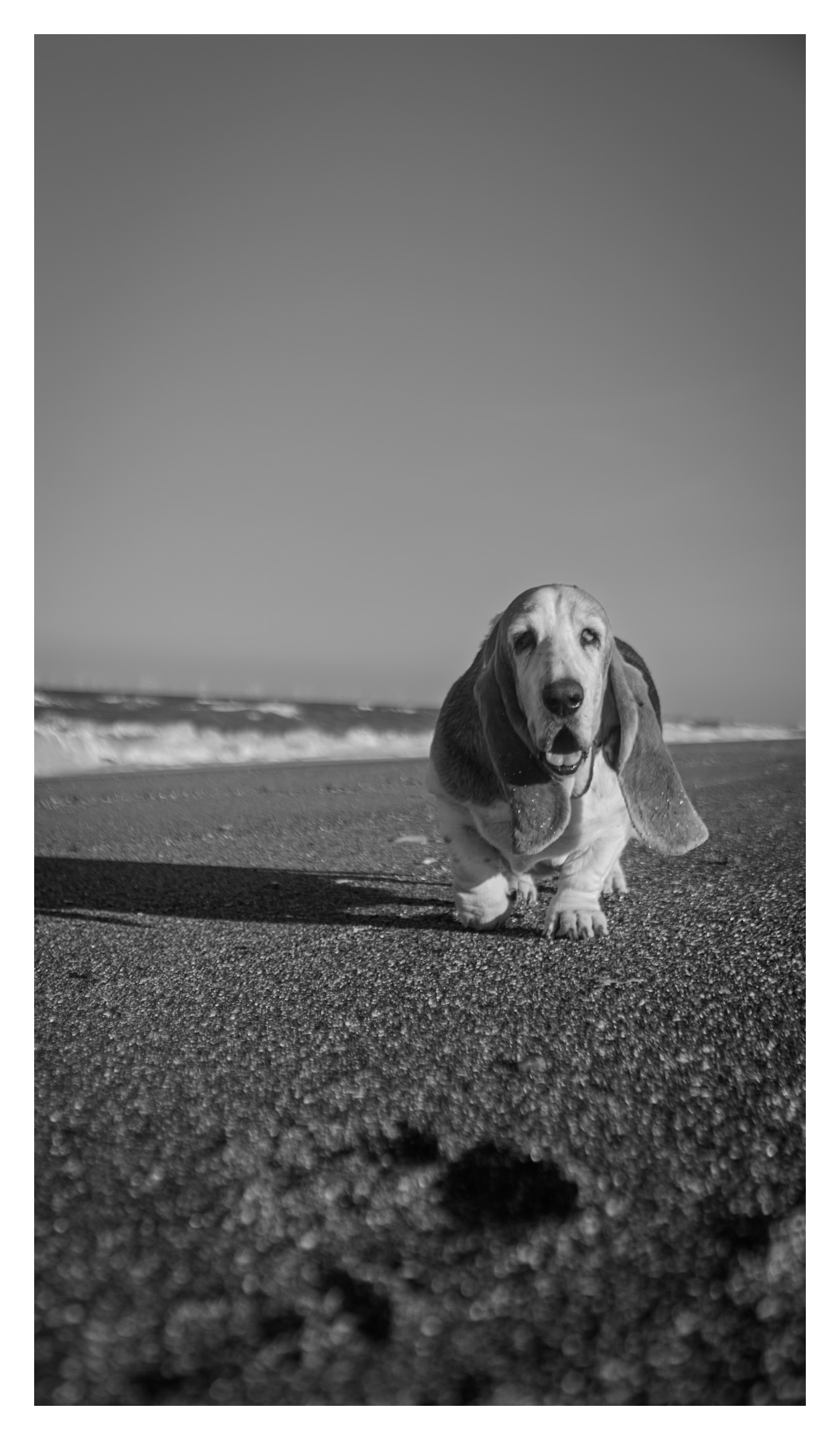 A basset hound walking towards the camera beside the sea